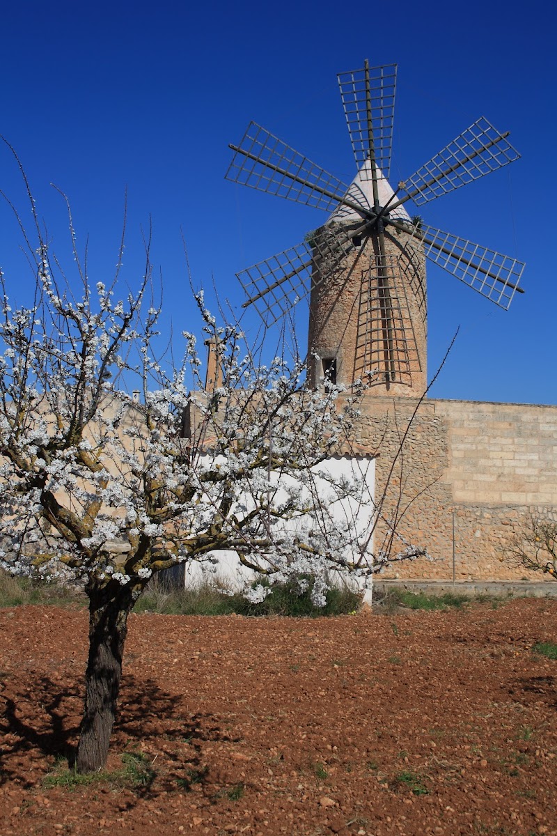Hotel Algaida Suites by Eurotels